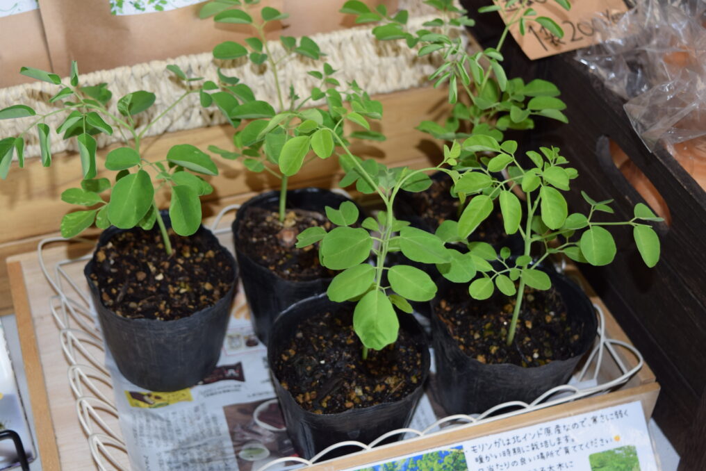 購入したモリンガの苗木とみずみずしい葉