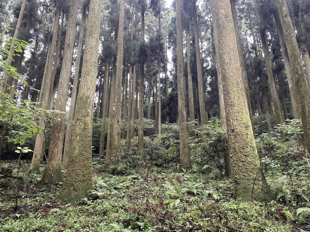 南郷檜のきめ細かく美しい木目