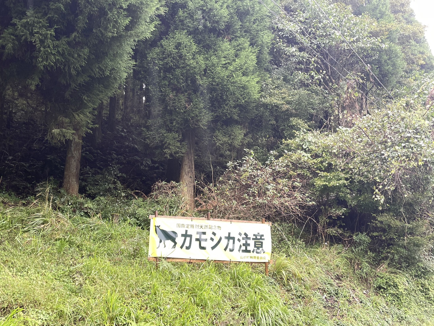 東竹原の森とカモシカ注意の看板