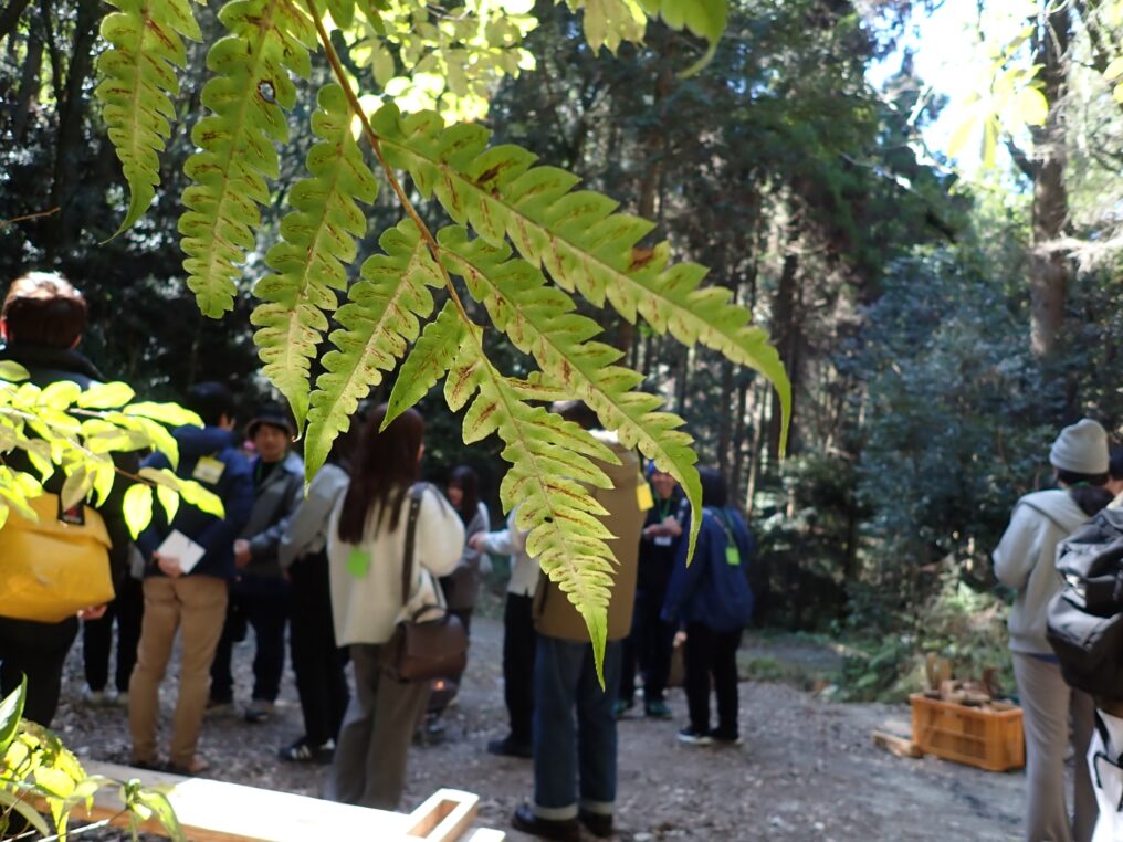 シダの間から見守るスタッフ