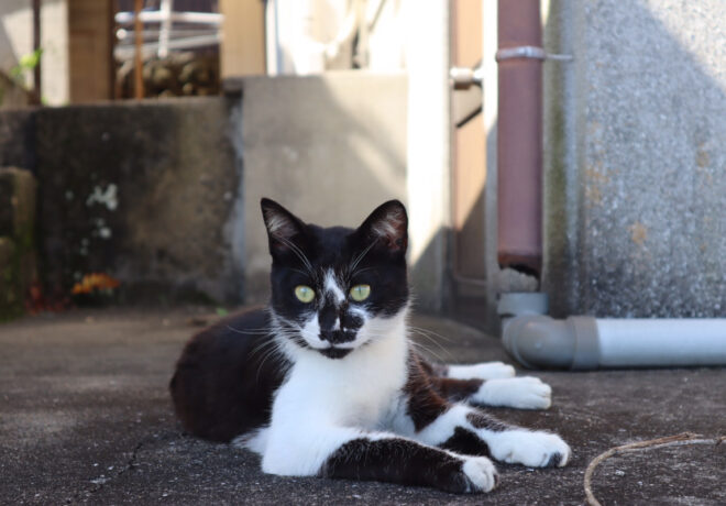 上天草 湯島 猫の島 湯島 を歩いてみた おるとくまもと