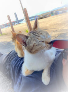 観光客の背中の上でくつろぎ、帽子に顔をすり寄せる甘えん坊な湯島の猫。