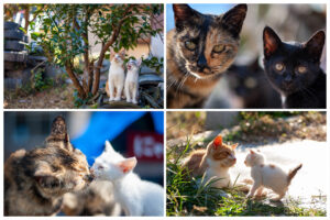 湯島の猫たちの家族の様子。仲良く寄り添う親子猫や、愛らしい子猫たちの写真。