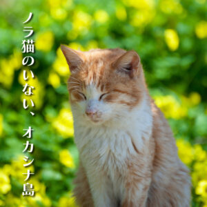 「湯島 行き方」記事のアイキャッチ画像。黄色い花畑を背景に気持ちよさそうに目を閉じる茶白猫。「ノラ猫のいない島」の穏やかな雰囲気を伝える一枚。