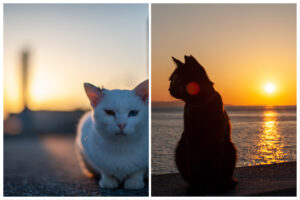 湯島の夕日と猫たち。夕焼けを背景にしたオッドアイの白猫と、くまモンのような赤丸ほっぺの黒猫のシルエット。