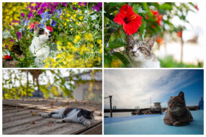 湯島の四季折々の風景と猫。花畑やハイビスカスと戯れる猫、船の上でくつろぐ猫など。