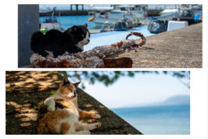 湯島の港でくつろぐ猫たち。防波堤で休むハチワレ猫と、海を背景に寝そべる三毛猫。