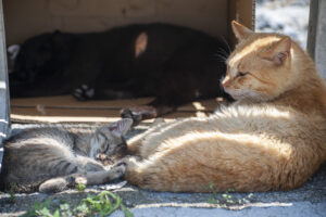 日向ぼっこをしながら寄り添って眠る湯島の親子猫。穏やかな島の時間が流れる。
