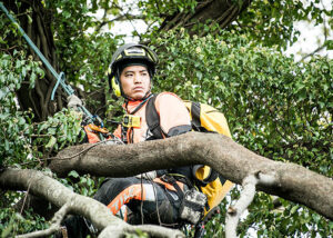 國武林業の専門技術である特殊伐採を行う林業職人。安全具を装着し、高所作業にあたる。