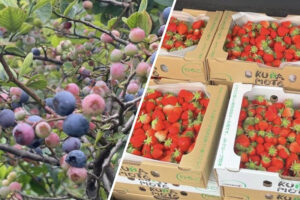 商品の原材料となる新鮮な果物のイメージ。左側には農園で木になっているブルーベリー、右側には収穫され箱詰めされた熊本県産のいちごが写っている。